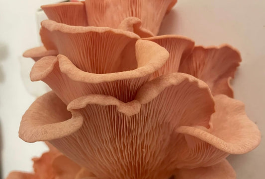 PLEUROTUS DJAMOR