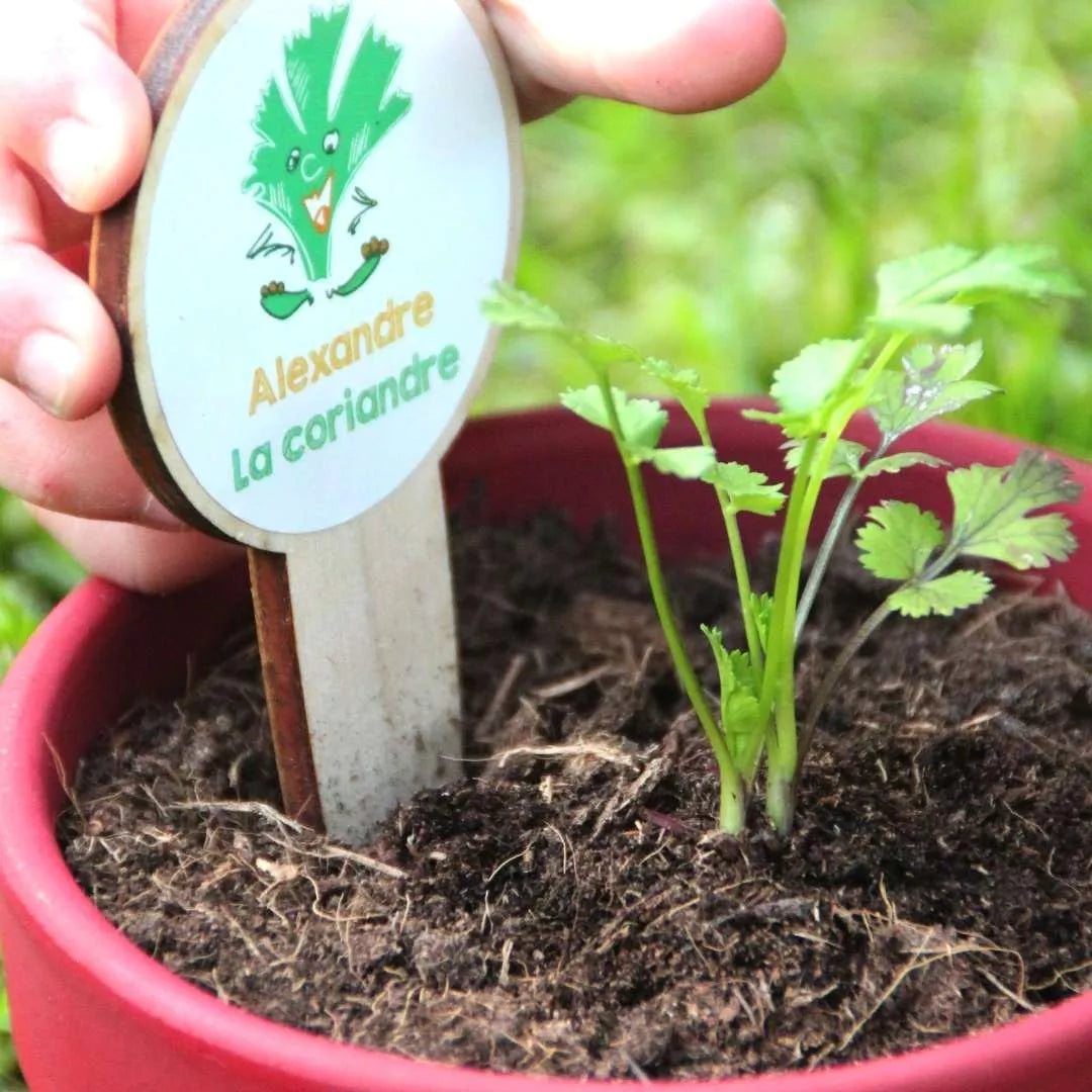Kit aromatico biologico per bambini